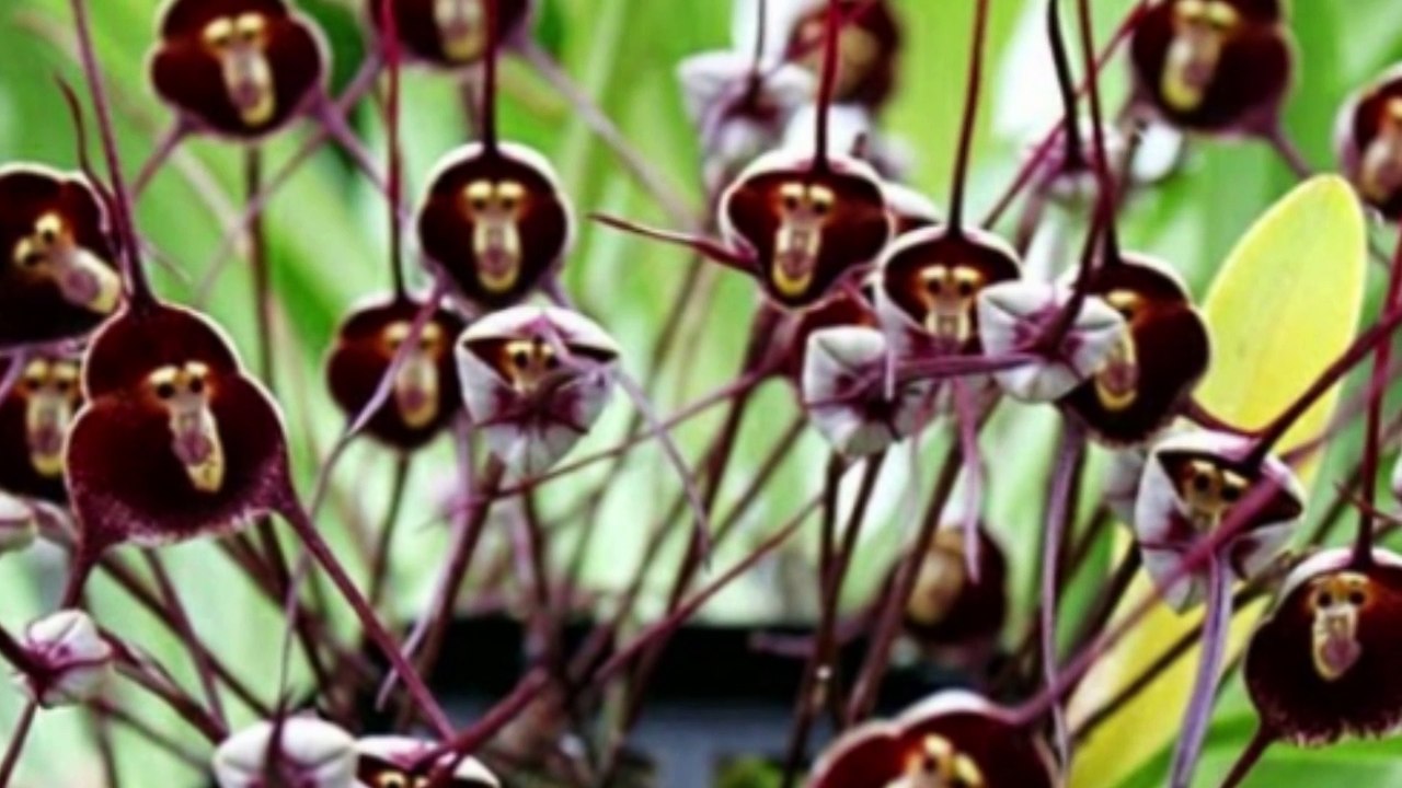 A Surpreendente Orquídea com Cara de Macaco A Maravilha da Natureza em Miniatura