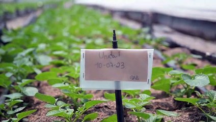 Laboratório da batata na Venezuela para a soberania em sementes