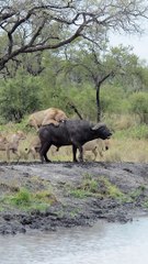 The battle for life or death. In Africa, no other herbivore rivals the buffalo with its brute force and collective strategy; honed over millennia in an