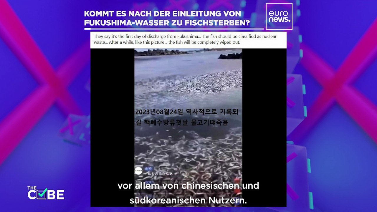 Wahr oder falsch: Hat die Verklappung des Fukushima-Wassers ein riesiges Fischsterben ausgelöst?