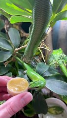 A Hungry Skink Falls Into Its Food