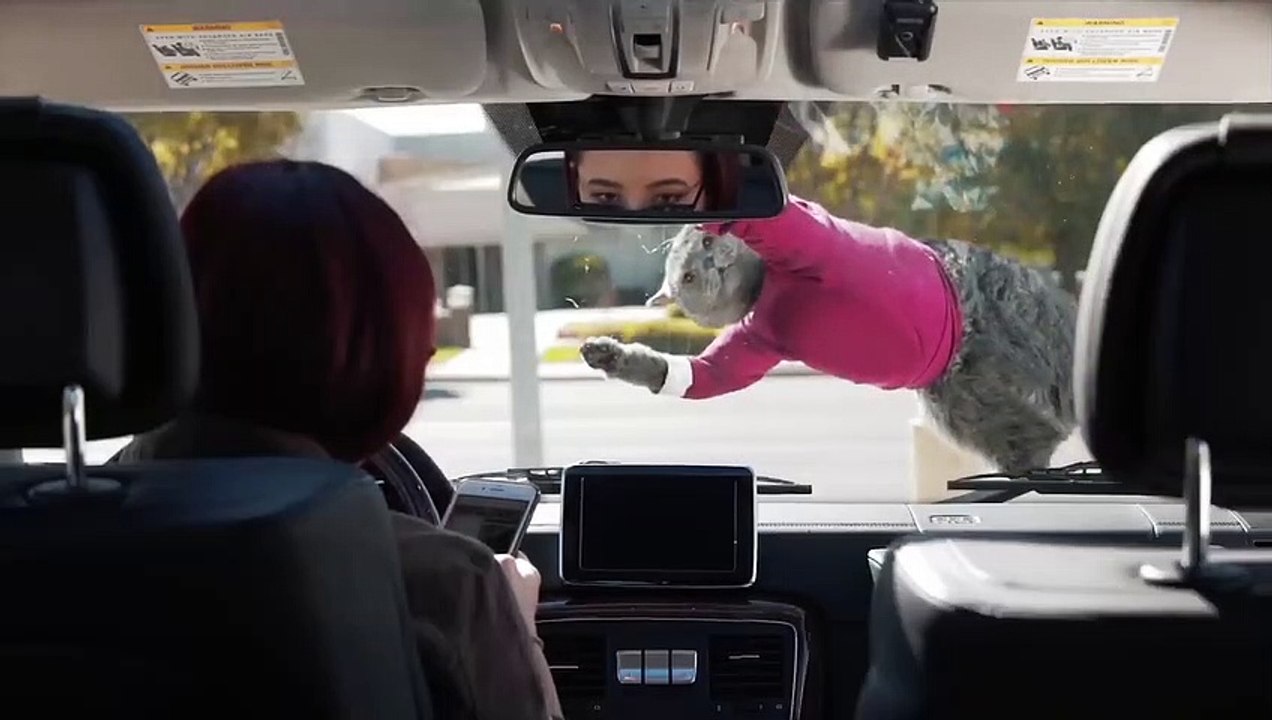 Cat doing car wash