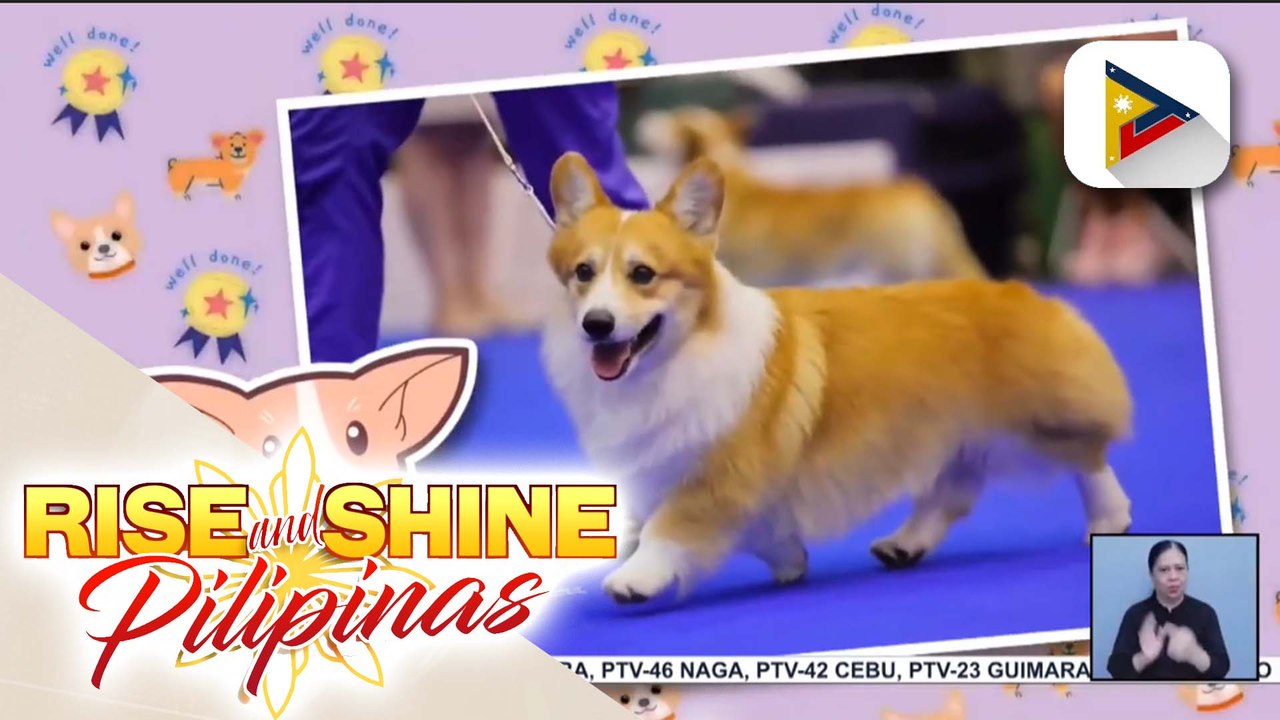 Wednesday Pets Day | Pinoy dog champion na si Dalbong, ating kilalanin!