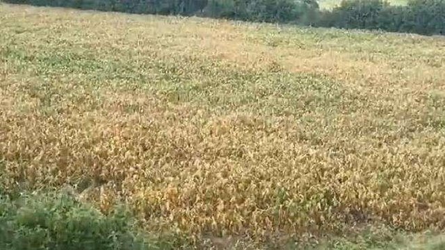 जावरा: बारिश की खेच से खेतों में पड़ी दरारें, पौधे मुरझाए बड़ी किसानो की चिंताएं