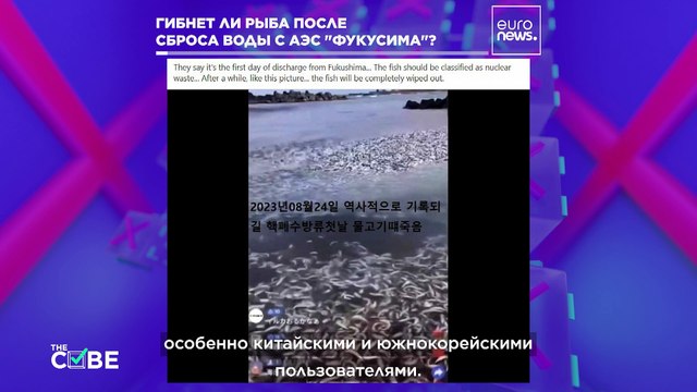 Мертвая рыба близ Фукусимы: фейк или правда?