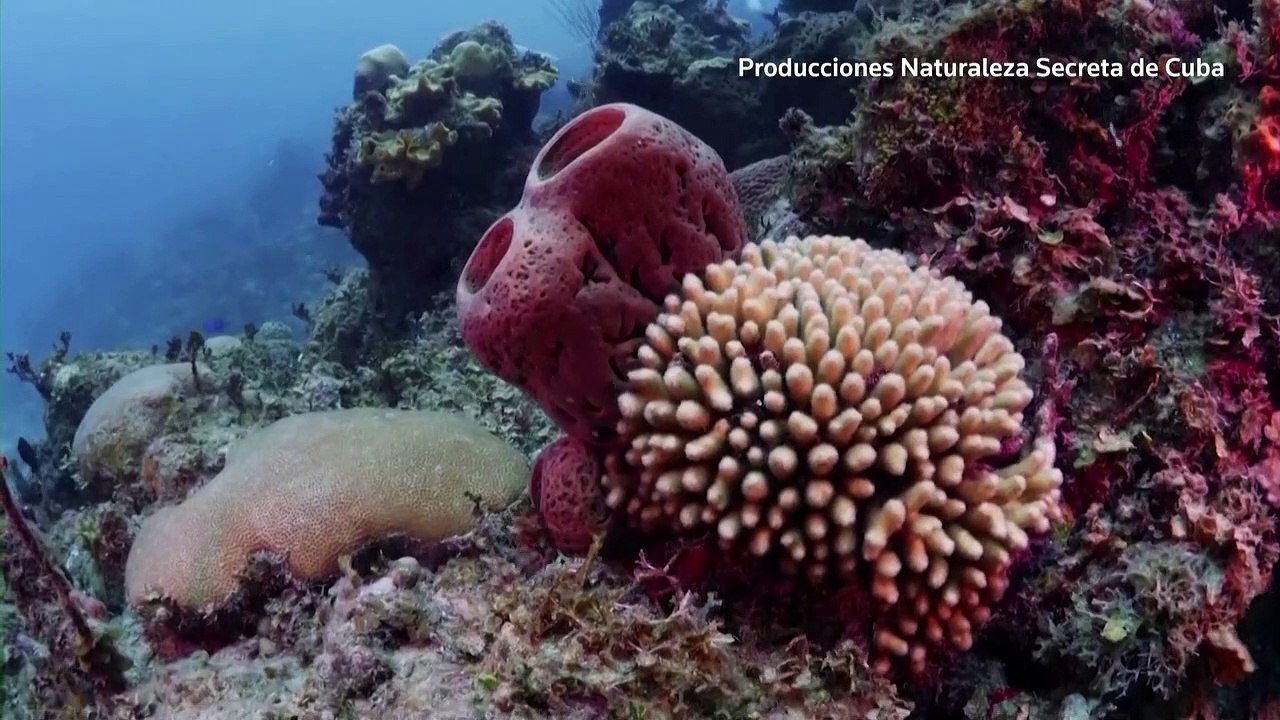Sand dredging is 'sterilizing' ocean floor, UN warns