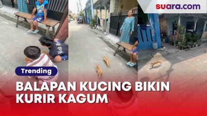 Sudah Tak Jaman Balapan Motor, Kini Ada Balapan Kucing!