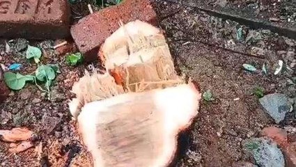 శ్రీ సత్యసాయి జిల్లా: శ్రీగంధం చెట్టు చోరీ... ఎక్కడో తెలిస్తే షాక్