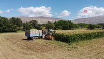 Erzincan'da silajlık mısırın hasadı yapılıyor