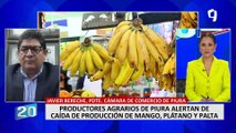 Javier Bereche, presidente de la Cámara de Comercio de Piura: “Es muy probable que este año no tengamos mango”