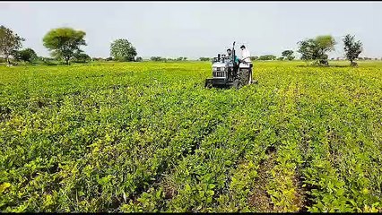 जिले में फसले सूखने पर किसान करने लगे हकाई, न जनप्रतिनिधियों और न प्रशासनिक अधिकारी ने दिया ध्यान