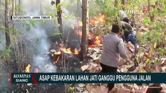 Medan Ekstrem dan Angin Kencang Persulit Pemadaman Kebakaran Lahan Jati di Situbondo!