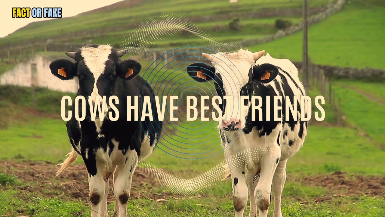 Did You Know? Cows have best friends and become stressed if they are ...