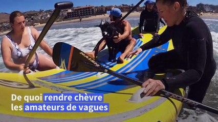 En Californie, les chèvres font du surf