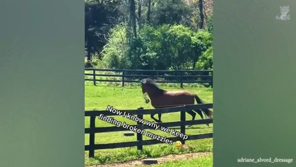 The funniest animals / Fun with cats and dogs 2023 / LA #10