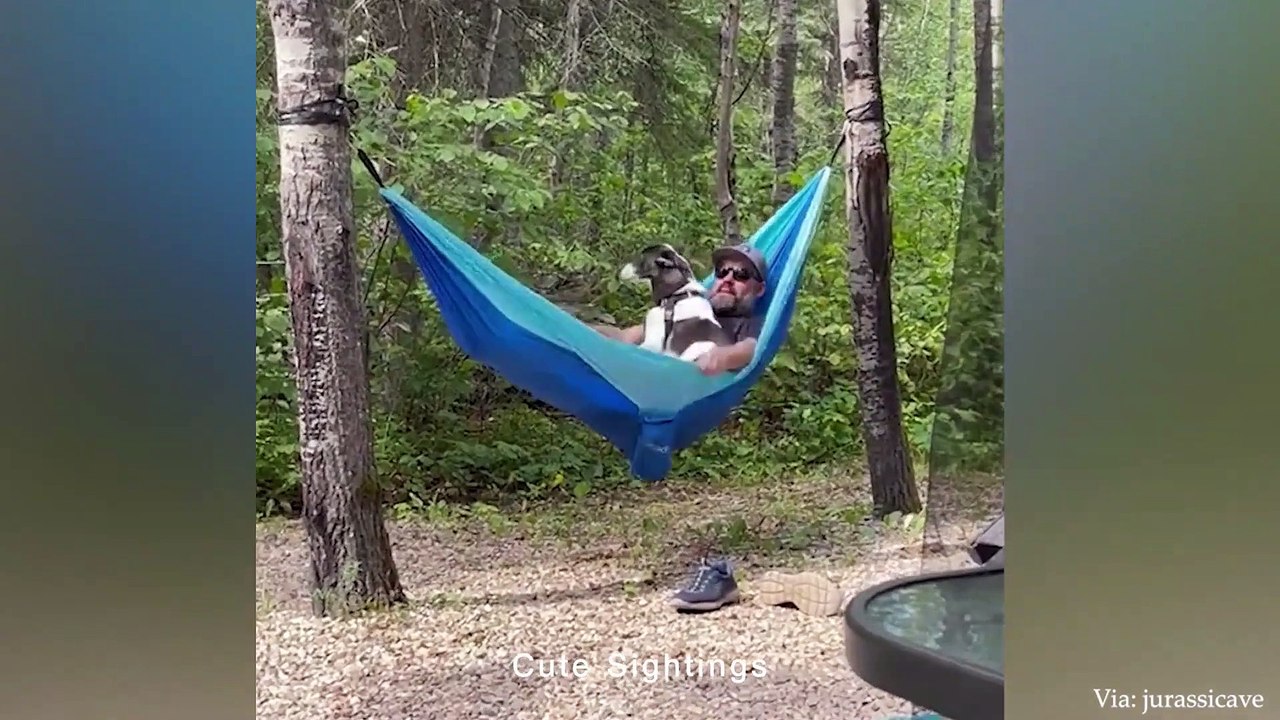 When you need a dog for protection but get a comedian - Funny Animals 2023