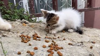 Hungry Kitten and Mother Cat living on the street. I gave them food