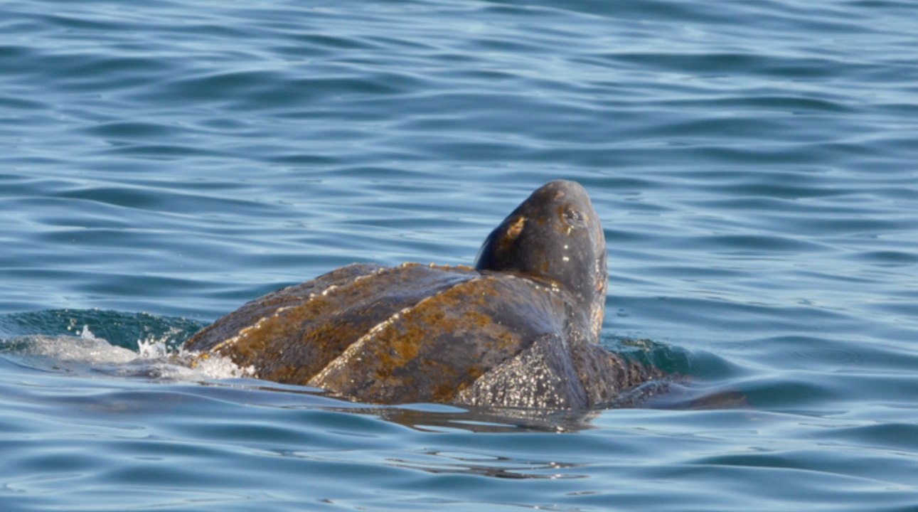 Monströse schildkröte aus nordsee gezogen