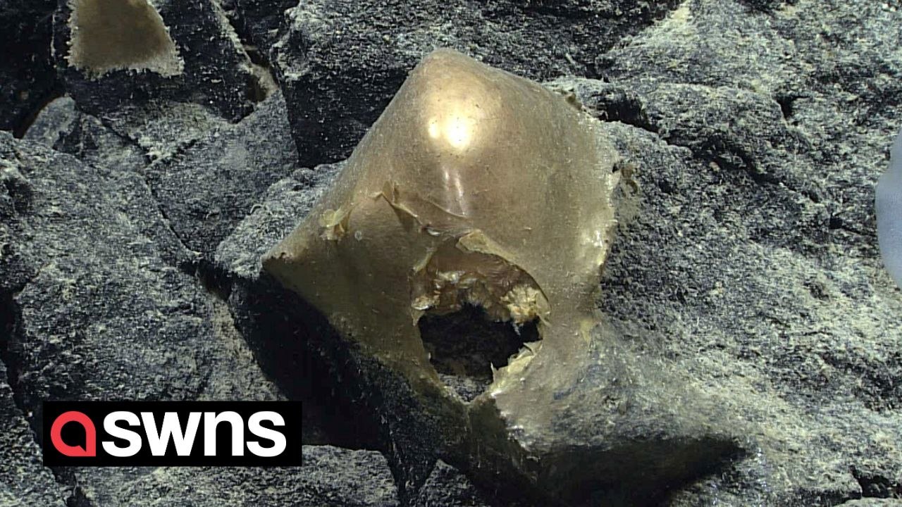 Mysterious golden orb found at bottom of ocean - and scientists have no idea what it is