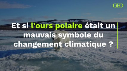 Et si l'ours polaire était un mauvais symbole du changement climatique ?