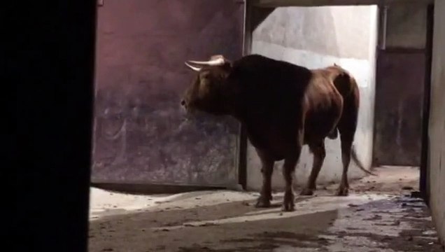 Toros El Pilar vuelven de Sanse