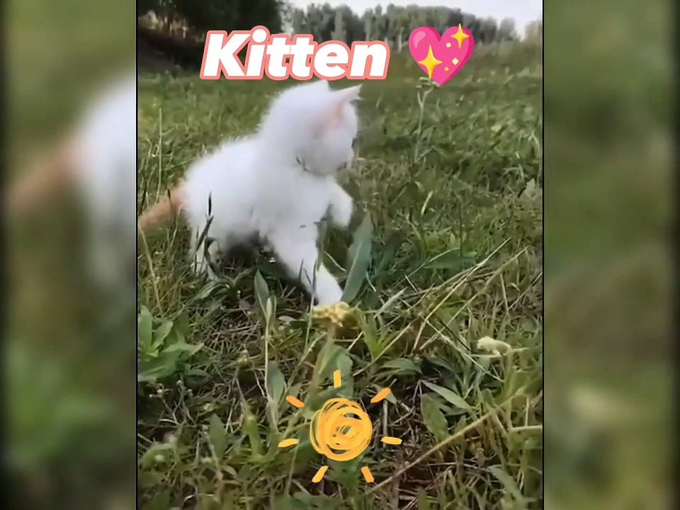Cute kitten