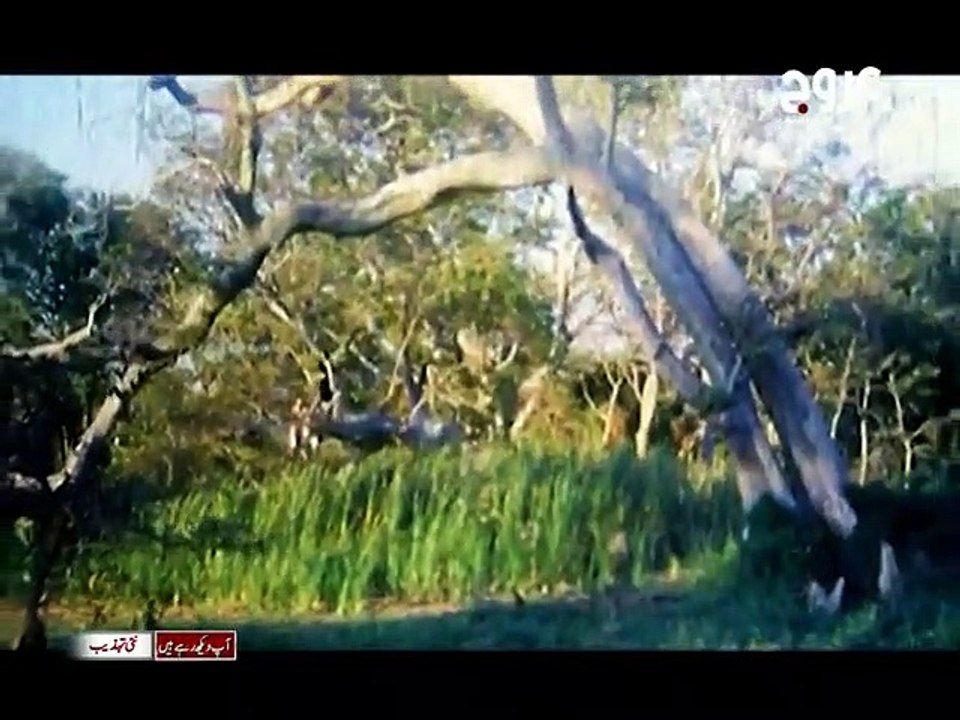 Mathay Ki Tu Bindiya Hai | Saima & Moammar Rana | Jungle Queen (2000) | Shazia Manzoor | Aruj Entertainment