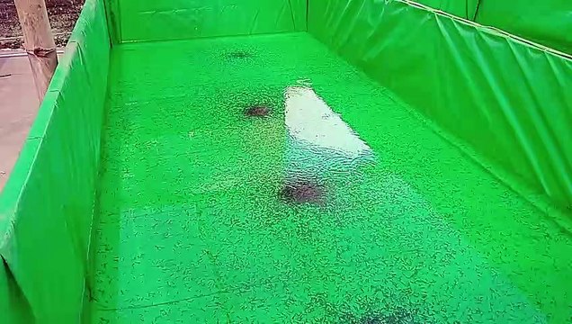 Budidaya ikan lele Jenis Mutiara .Bibit Ikan Lele Usia 1 Minggu