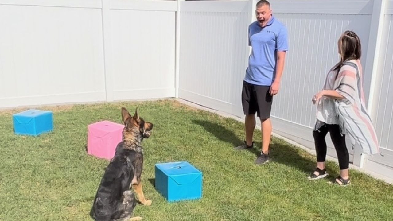 Police K-9 Helps Family With Gender Reveal | Wild-ish TV