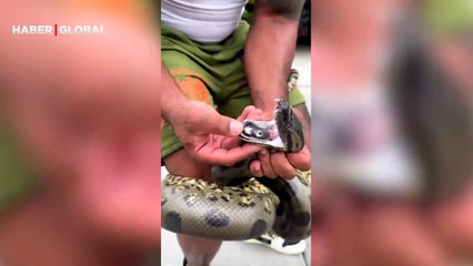 Kolunu yeşil anakondaya ısırtıp o anları kayda aldı