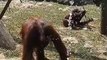 Cute video of Blackpool Zoo's orangutans!