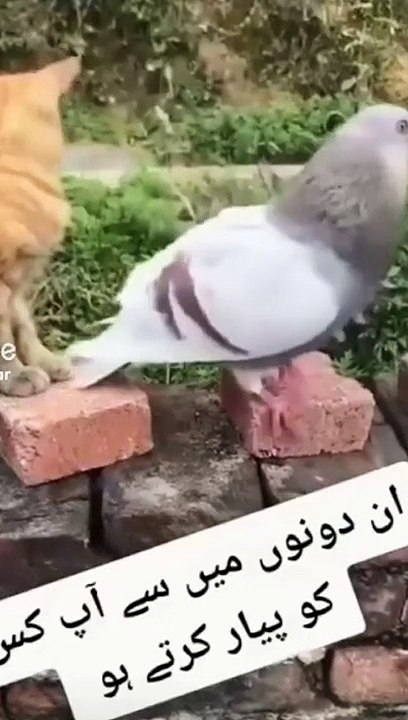 Funny cat