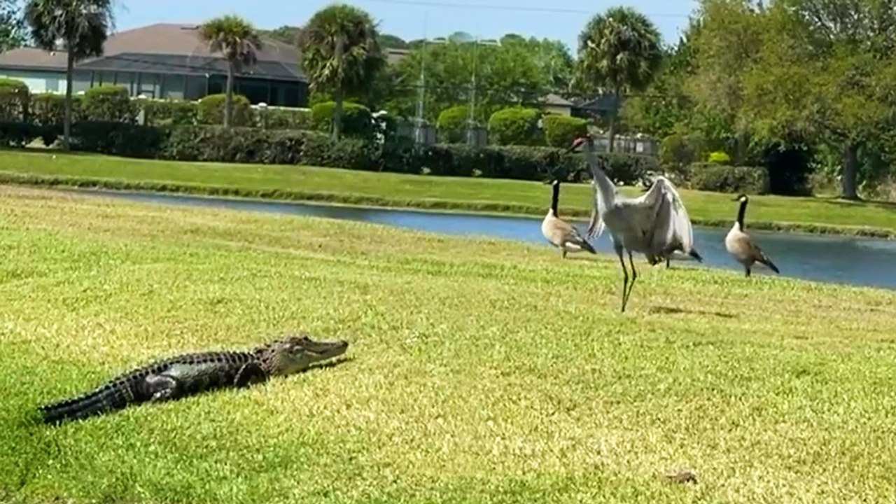 Prey vs. Predator: Birds GANG UP on Alligator and WIN