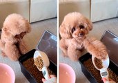Vídeo tierno: perrito a dieta indica a su dueña la cantidad exacta de comida