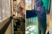 Vídeos hilarantes muestran que los gatos son las mascotas más chismosas