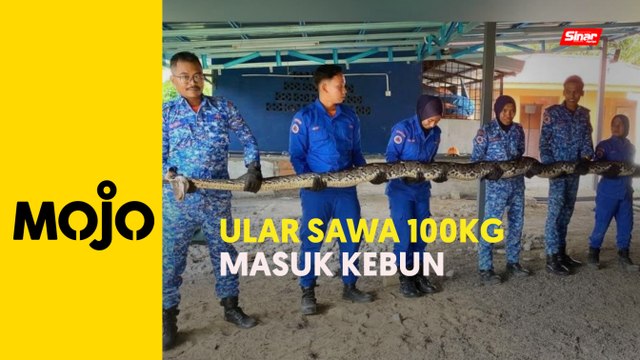 Ular sawa batik 'ceroboh' kebun durian