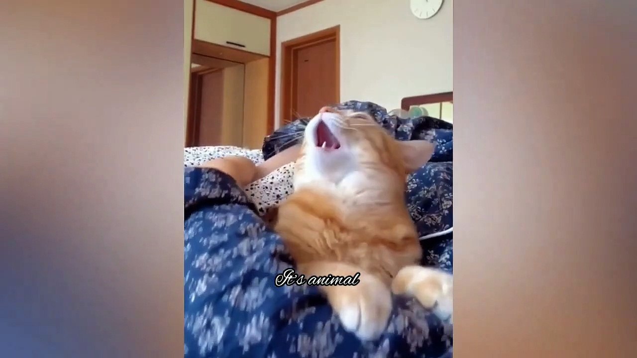 Funny Animal Videos Of The 2023 Funniest Cats And Dogs Videos
