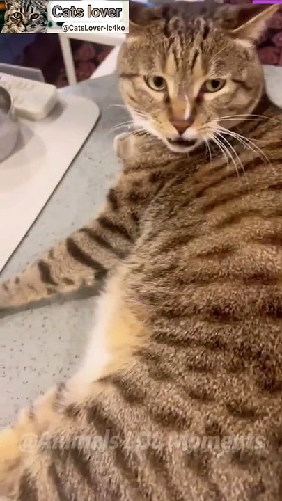 Funny cats