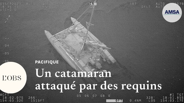 Australie : trois marins secourus après une attaque de requins sur leur catamaran