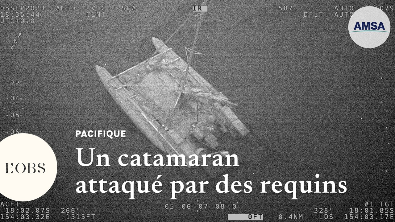 Australie : trois marins secourus après une attaque de requins sur leur catamaran