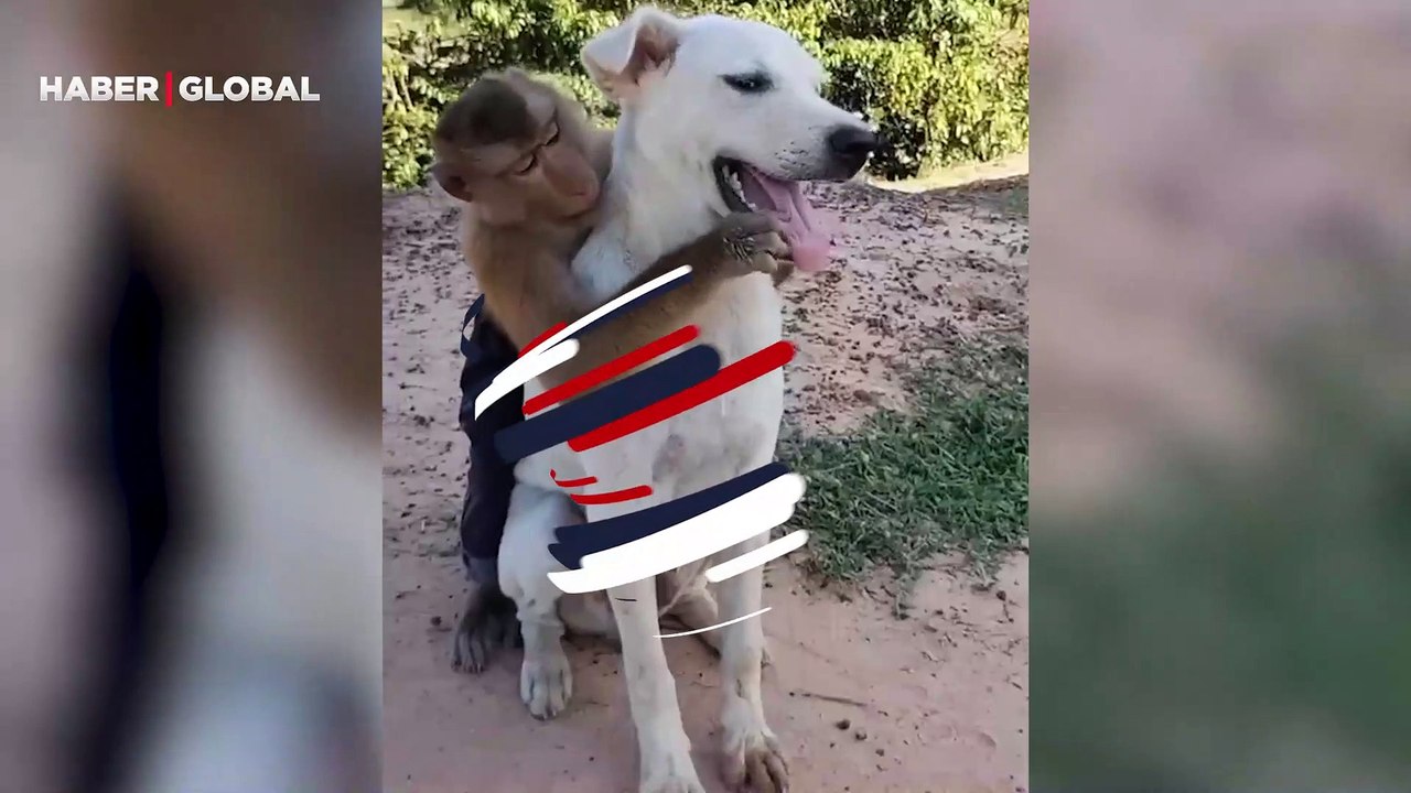 Köpek dostuyla yakından ilgilenen maymunun görüntüleri izleyenleri gülümsetti