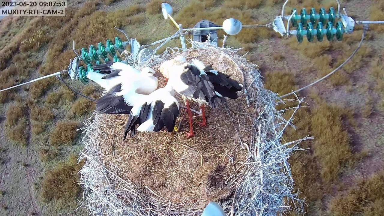 Caméras cigognes 2023 - derniers jours sur nid2