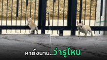 ต้าวแสบ ! แม่ก็งงว่าน้องออกไปได้ยังไง มารอบนี้ชัดเลย คาหนังคาเขา
