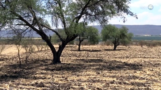 Mal temporal golpea a agricultores de la Ciénega; lluvias podrían significar pérdida de cosechas