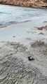 Schiudono i nidi di tartaruga Carretta caretta a Lampedusa