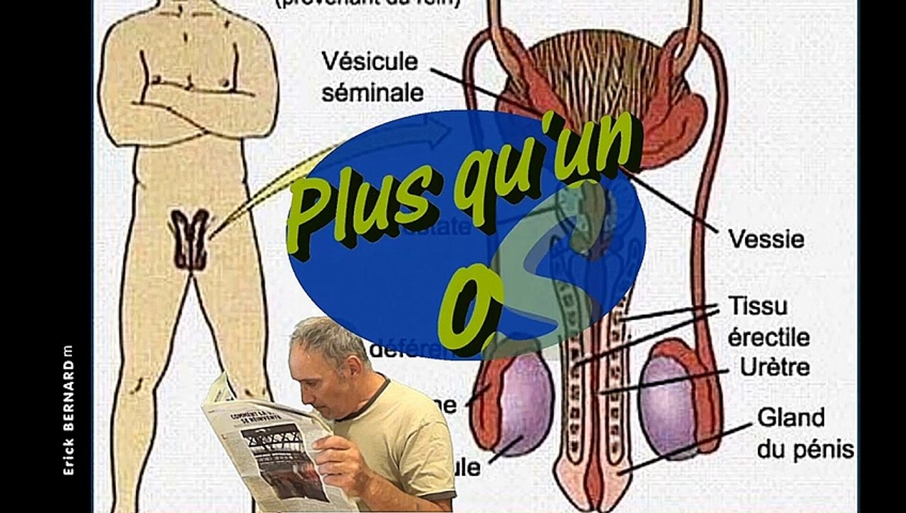 La verge calcifiée
