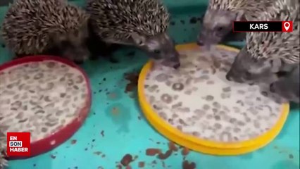 Kars’ta 6 yavru kirpi koruma altında