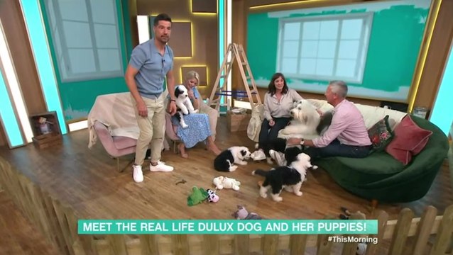 Dulux puppies cause chaos on This Morning after toilet mishap live on air
