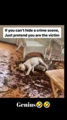 dog memes #memes