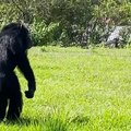 Chimpanzé vê o céu pela primeira vez depois de 28 anos em cativeiro